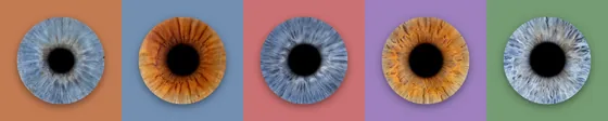 Fünf Iriden in einer langen Reihe auf Feldern in Terrakotta, Taubenblau, Altrosa, Flieder und Salbeigrün – Iris-Wandbild Artikel 0157, Farbreihe