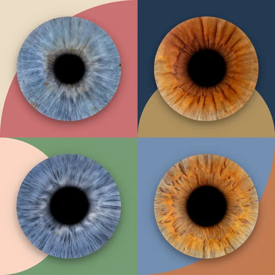 Vier Iriden auf grafischen Feldern mit Viertelkreisen in Altrosa, Nachtblau, Sand, Salbeigrün, Pfirsich und Blau – Iris-Wandbild Artikel 0158, Bauhaus