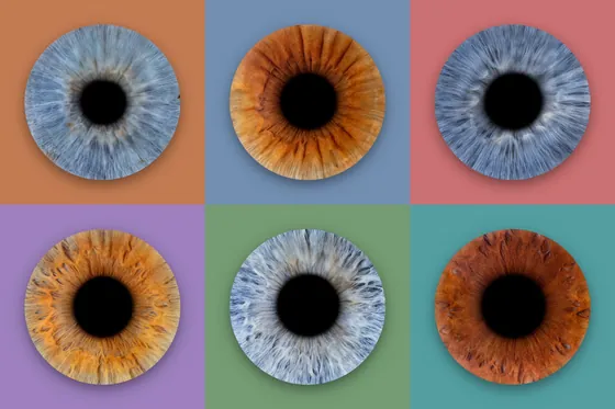 Sechs Iriden in einem Raster aus zwei Reihen, auf Terrakotta, Taubenblau, Altrosa, Flieder, Salbeigrün und Petrol – Iris-Wandbild Artikel 0159, Farbraster