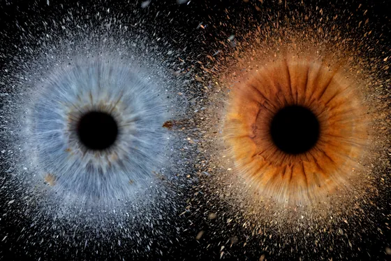 Zwei Iriden, blaugrau und kupferbraun, deren feiner Staub in der Bildmitte aufeinandertrifft, auf Schwarz – Iris-Wandbild Artikel 0161, Explosion