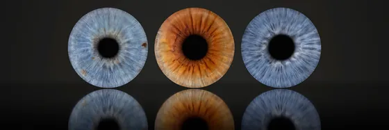 Drei Iriden nebeneinander auf dunklem Grund, darunter ihr Spiegelbild wie auf einer glänzenden Fläche – Iris-Wandbild Artikel 0162, Spiegelboden
