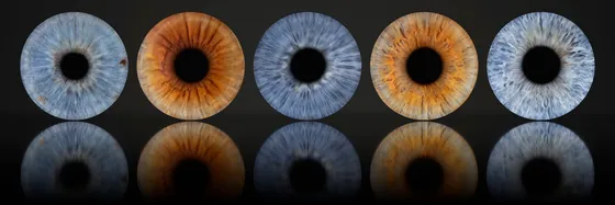 Fünf Iriden in einer Reihe auf dunklem Grund, darunter ihr Spiegelbild wie auf einer glänzenden Fläche – Iris-Wandbild Artikel 0163, Spiegelboden