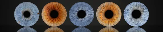 Fünf Iriden in einer langen, schmalen Reihe auf dunklem Grund, darunter ihr Spiegelbild – Iris-Wandbild Artikel 0164, Spiegelboden