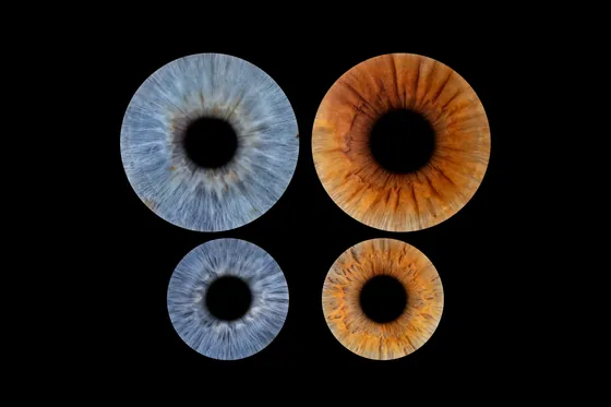 Vier Iriden auf Schwarz, oben zwei große, unten zwei kleinere, blaugrau und kupferbraun – Iris-Wandbild Artikel 0170, Familienfoto