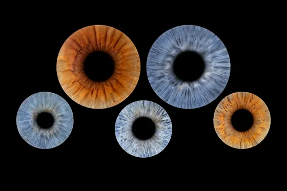 Fünf Iriden auf Schwarz, oben zwei große, unten drei kleinere, in Kupferbraun, Blaugrau und Hellgrau – Iris-Wandbild Artikel 0171, Familienfoto