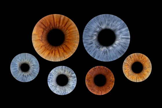 Sechs Iriden auf Schwarz, oben zwei große, unten vier kleinere, in Kupferbraun, Blaugrau, Hellgrau und Rotbraun – Iris-Wandbild Artikel 0172, Familienfoto