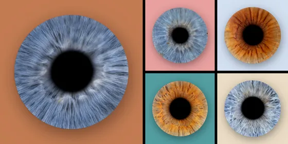 Fünf Iriden auf Farbfeldern: eine große blaugraue Iris auf Terrakotta, daneben vier kleine auf Rosé, Eisblau, Petrol und Creme – Iris-Wandbild Artikel 0173, Farbfeld