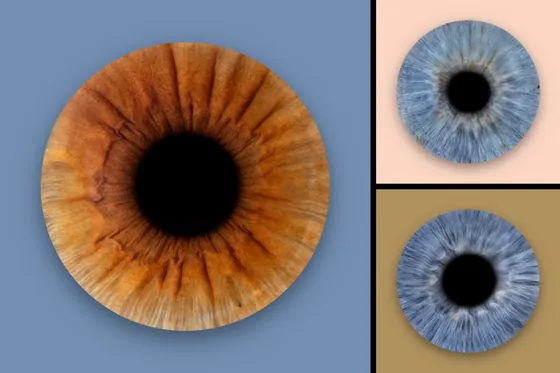 Drei Iriden auf Farbfeldern: große kupferbraune Iris auf Taubenblau, rechts zwei blaugraue auf Pfirsich und Ocker – Iris-Wandbild Artikel 0174, Farbfeld
