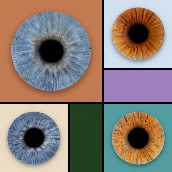 Vier Iriden auf Farbfeldern mit schwarzen Fugen: große blaugraue Iris auf Terrakotta, kupferbraun auf Eisblau, blaugrau auf Creme und kupferbraun auf Petrol, dazu Felder in Flieder und Tannengrün – Iris-Wandbild Artikel 0175, Farbfeld