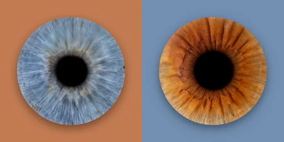Zwei Iriden nebeneinander auf zwei Farbfeldern: blaugrau auf Terrakotta, kupferbraun auf Taubenblau – Iris-Wandbild Artikel 0176, Farbreihe