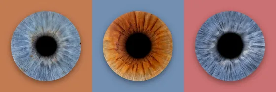 Drei Iriden in einer Reihe auf Feldern in Terrakotta, Taubenblau und Altrosa – Iris-Wandbild Artikel 0177, Farbreihe