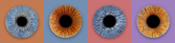 Vier Iriden in einer Reihe auf Feldern in Terrakotta, Taubenblau, Altrosa und Flieder – Iris-Wandbild Artikel 0178, Farbreihe