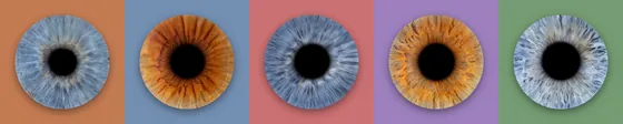 Fünf Iriden in einer langen Reihe auf Feldern in Terrakotta, Taubenblau, Altrosa, Flieder und Salbeigrün – Iris-Wandbild Artikel 0179, Farbreihe