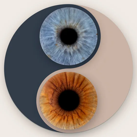 Zwei Iriden in den Hälften eines Yin-und-Yang-Zeichens, oben eine blaugraue auf Nachtblau, unten eine kupferbraune auf Sand – Iris-Wandbild Artikel 0182, Yin und Yang