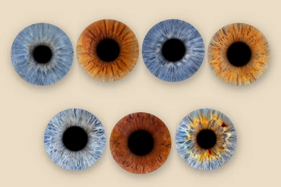 Sieben Iriden auf Sandgrund, oben vier, unten drei, in Blaugrau, Kupferbraun, Rotbraun und Gold – Iris-Wandbild Artikel 0183, Familienfoto Großfamilie