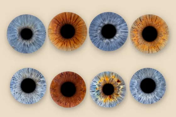Acht Iriden auf Sandgrund in zwei Reihen zu je vier, in Blaugrau, Kupferbraun, Rotbraun und Gold – Iris-Wandbild Artikel 0184, Familienfoto Großfamilie