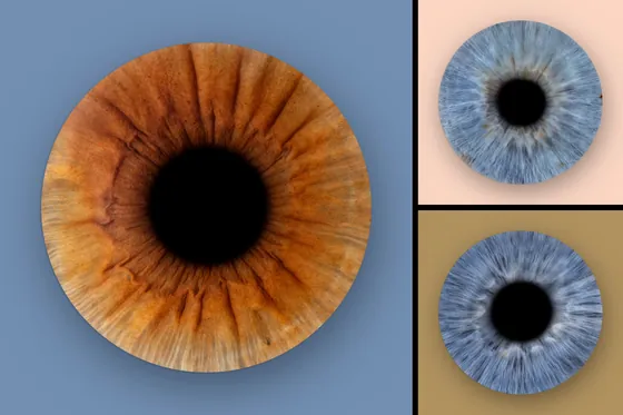 Drei Iriden auf Farbfeldern: große kupferbraune Iris auf Taubenblau, rechts zwei blaugraue auf Pfirsich und Ocker – Iris-Wandbild Artikel 0186, Farbfeld