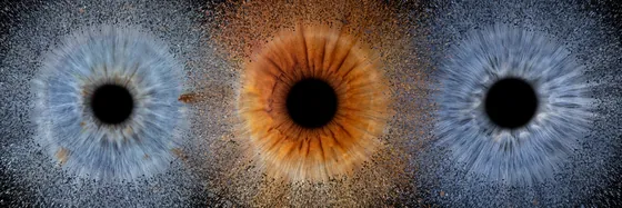 Drei Iriden in einer Reihe, blaugrau, kupferbraun und blaugrau, deren feiner Staub sich zwischen ihnen mischt, auf Schwarz – Iris-Wandbild Artikel 0187, Explosion in Reihe
