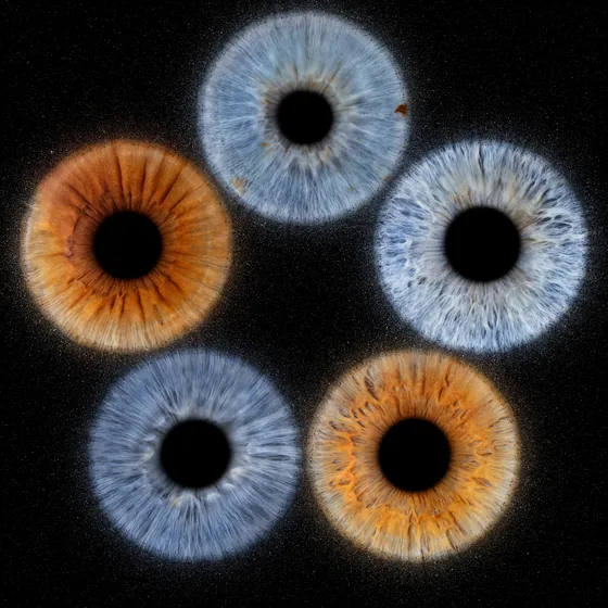 Fünf Iriden im Kreis angeordnet, blaugrau und kupferbraun im Wechsel, jede von leuchtendem Staub umgeben, auf Schwarz – Iris-Wandbild Artikel 0190, Explosion im Fünfeck