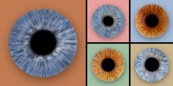 Fünf Iriden auf Farbfeldern: eine große blaugraue Iris auf Terrakotta, daneben vier kleine auf Altrosa, Taubenblau, Salbei und Sand – Iris-Wandbild Artikel 0191, Farbfeld
