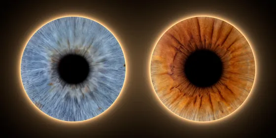 Zwei Iriden nebeneinander auf dunklem Grund, blaugrau und kupferbraun, jede von einem warm leuchtenden Ring umgeben – Iris-Wandbild Artikel 0193, Leuchtring