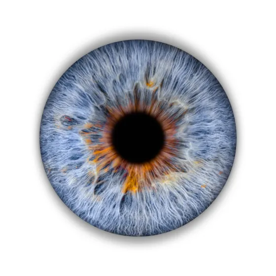 Eine Iris als Wandbild – Klassisch – Irisfotografie von JALES – feine Motive in Münster