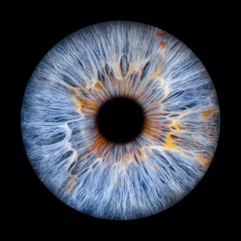 Blaue Iris als Wandbild – Irisfotografie bei JALES in Münster