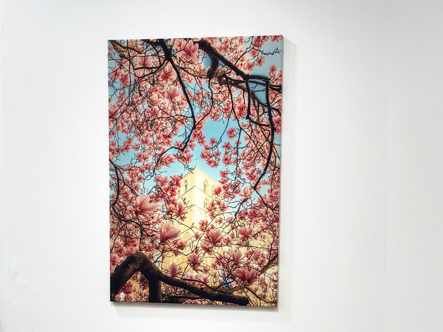 Wandbild Magnolienblüte am Dom im Hochformat an einer weißen Wand im Ladenlokal, Stoffdruck auf Holzkeilrahmen (Motiv: © Sascha Talke)