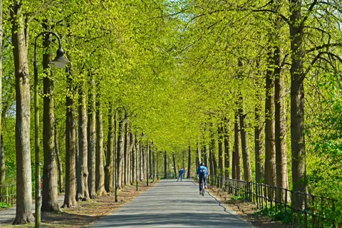 Radfahrer auf der Promenade – Münster-Motiv von Birgit Leimann