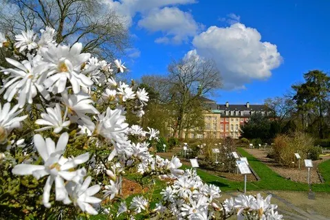 Sternmagnolie im Botanischen Garten – Münster-Motiv von Birgit Leimann