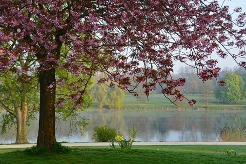 Blühender Baum am Aasee – Münster-Motiv von Birgit Leimann