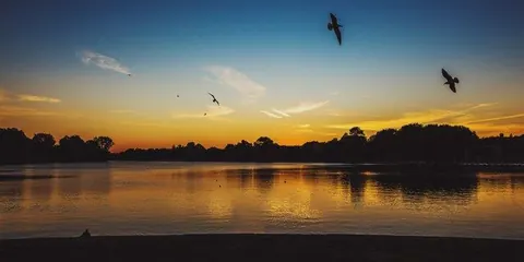 Vögel über dem Abendsee – Münster-Motiv von Jonas Hofmann