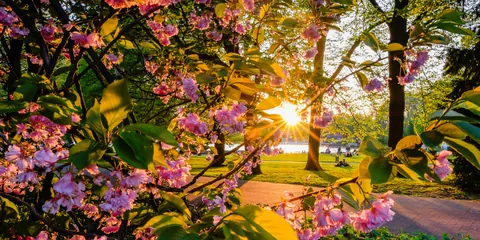 Blüte im Gegenlicht – Münster-Motiv von Luca Balestrini