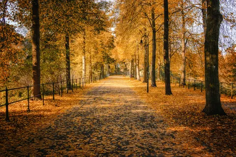 Promenade im Herbstlicht – Münster-Motiv von Sascha Talke