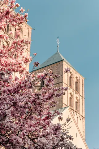 Dom mit Kirschblüte – Münster-Motiv von Sascha Talke