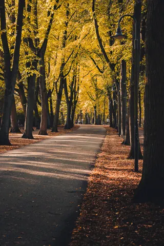 Allee im Herbstlicht – Münster-Motiv von Sascha Talke