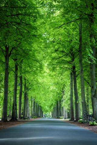 Grüne Promenade – Münster-Motiv von Sascha Talke