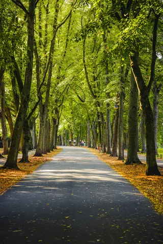 Promenade im Herbst – Münster-Motiv von Sascha Talke