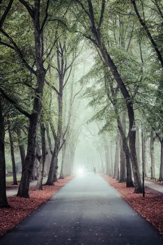 Promenade im Nebel – Münster-Motiv von Sascha Talke