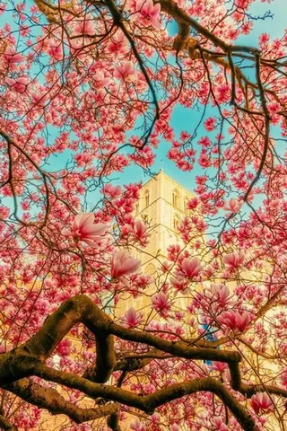 Magnolienblüten vor dem Dom – Münster-Motiv von Sascha Talke