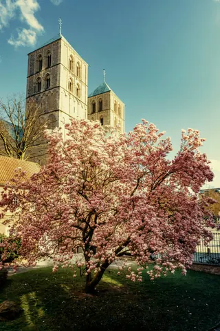 Dom mit Magnolie – Münster-Motiv von Sascha Talke