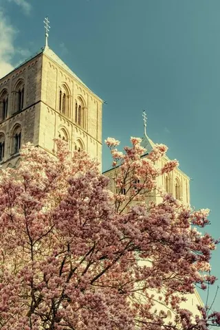 Domtürme hinter Magnolien – Münster-Motiv von Sascha Talke