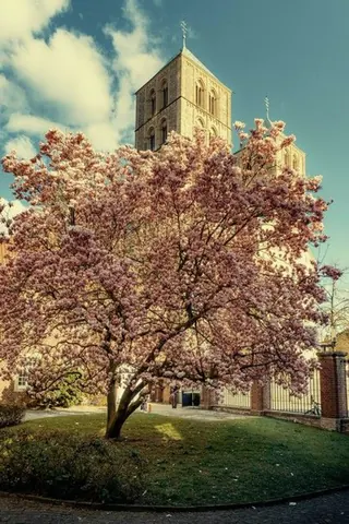 Magnolienbaum am Dom – Münster-Motiv von Sascha Talke