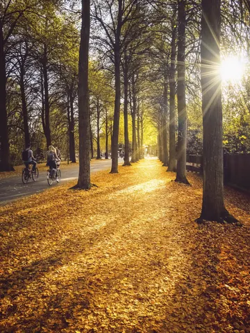 Herbstlicht auf der Promenade – Münster-Motiv von Thomas Branse