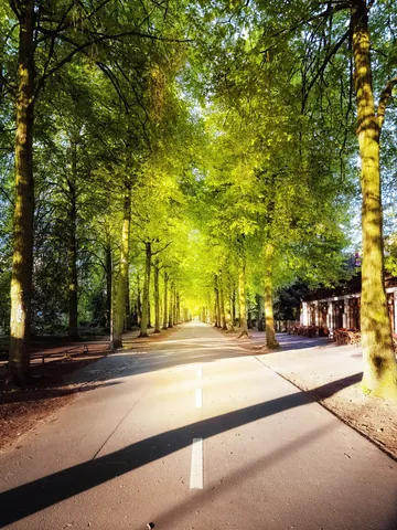Grüne Allee, hochkant – Münster-Motiv von Thomas Branse