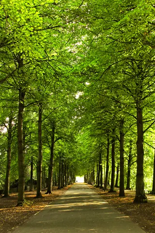 Promenade im Grünen – Münster-Motiv von Wolfgang Nietan