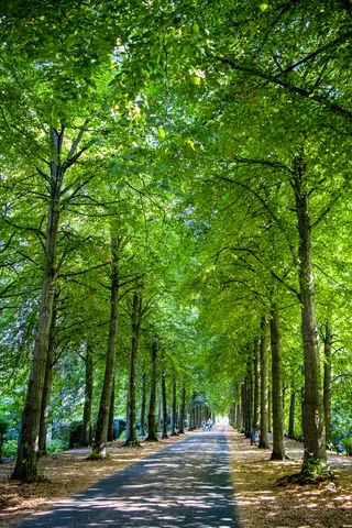Sommer auf der Promenade – Münster-Motiv von Wolfgang Nietan