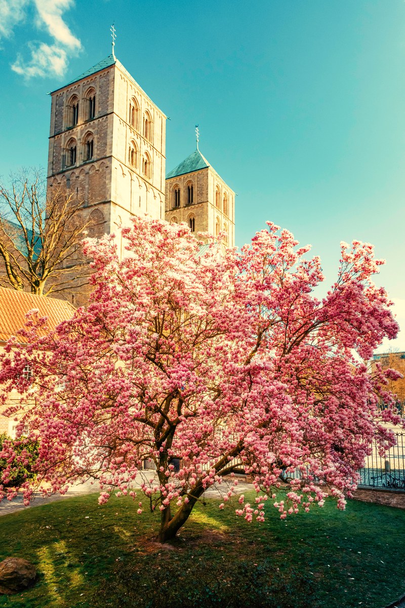 Blühende rosa Magnolie im Frühling vor den beiden romanischen Türmen des St.-Paulus-Doms in Münster, blauer Himmel. Foto © Sascha Talke.
