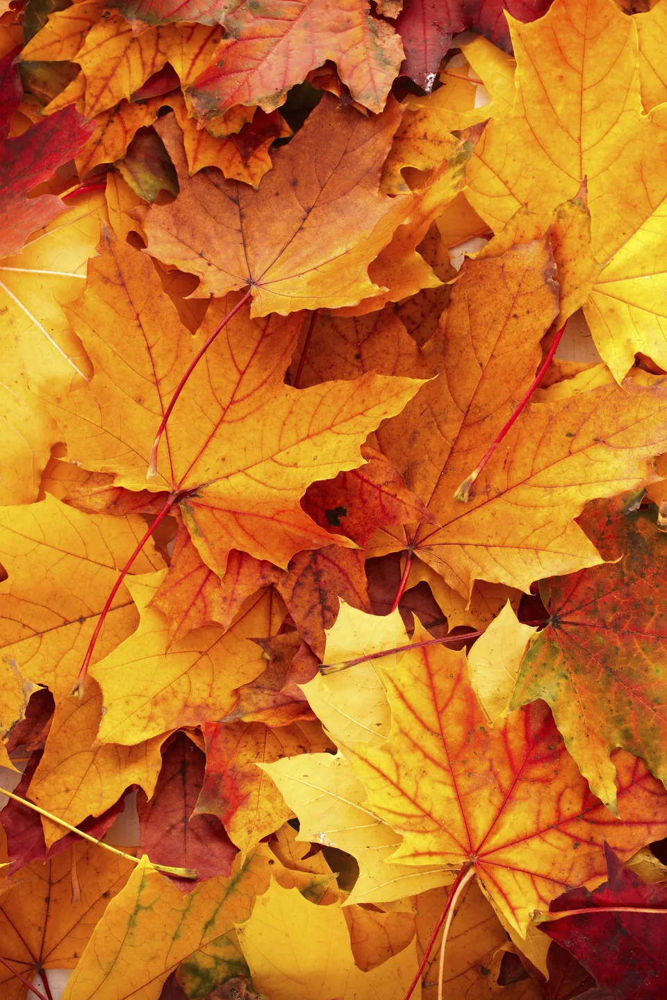 Herbstlaub als Holzkeilrahmen 30 × 45 cm im Schaufenster von JALES – feine Motive in Münster