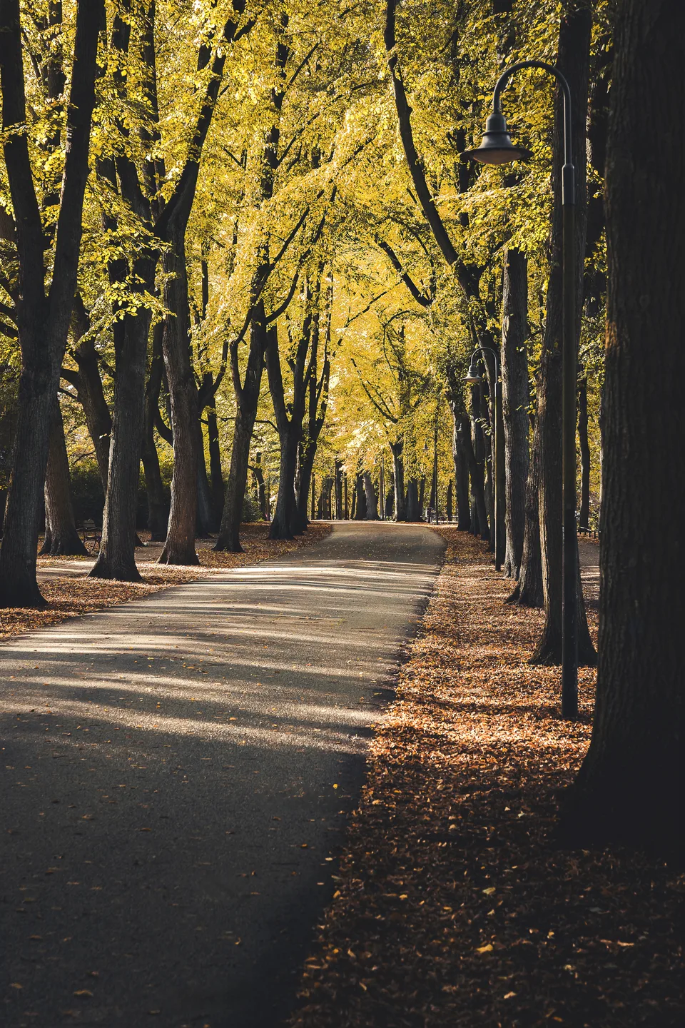 Allee im Herbstlicht als Holzkeilrahmen 60 × 90 cm im Schaufenster von JALES – feine Motive in Münster